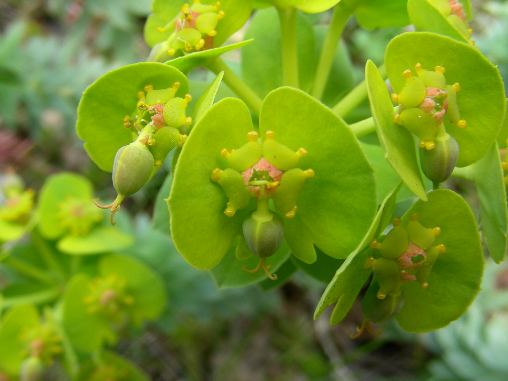 Euphorbia myrsinites / Euforbia mirsinite